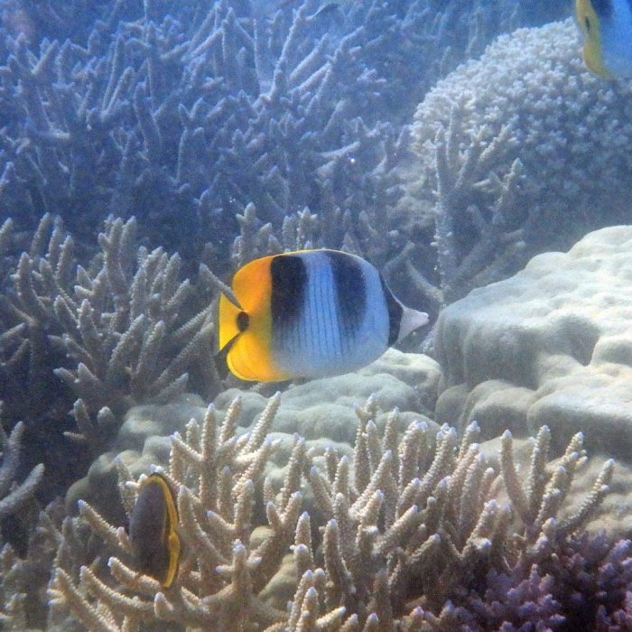 Chaetodon ulietensis