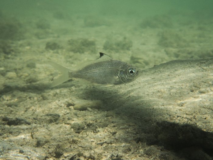 Poissons blancs