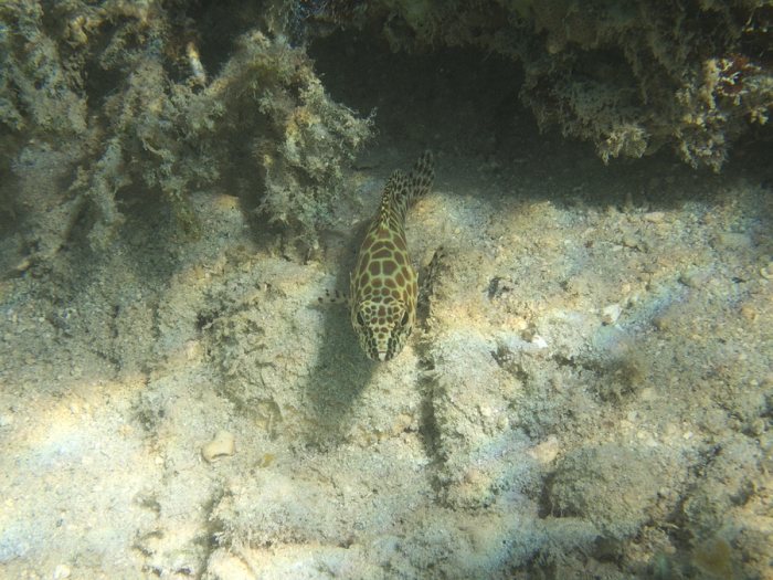 Epinephelus merra