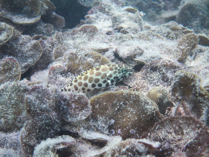 Epinephelus merra