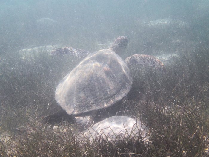 Chelonia mydas (tortue verte)