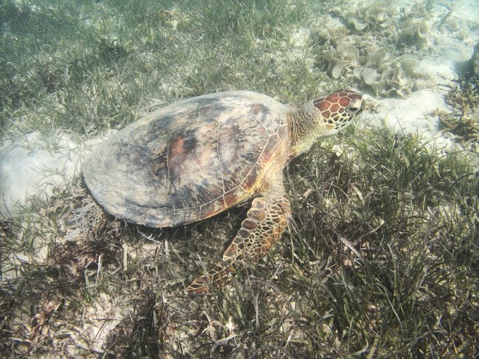 Chelonia mydas (tortue verte)