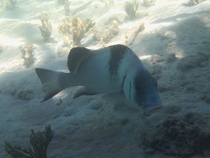 Plectorhinchus gibbosus