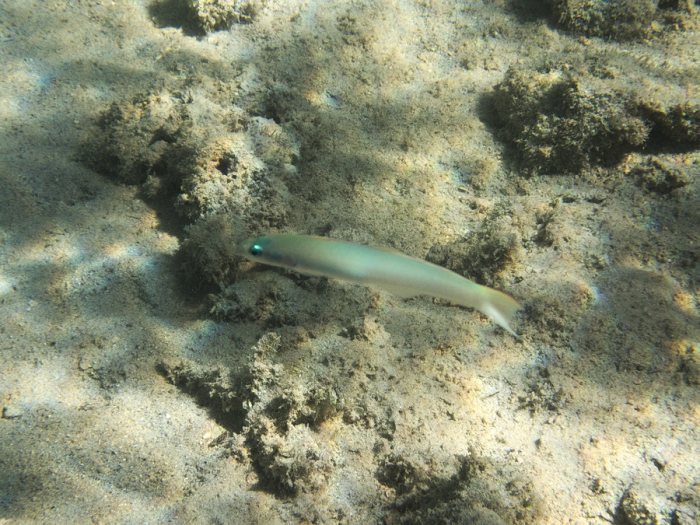 Ptereleotris microlepis