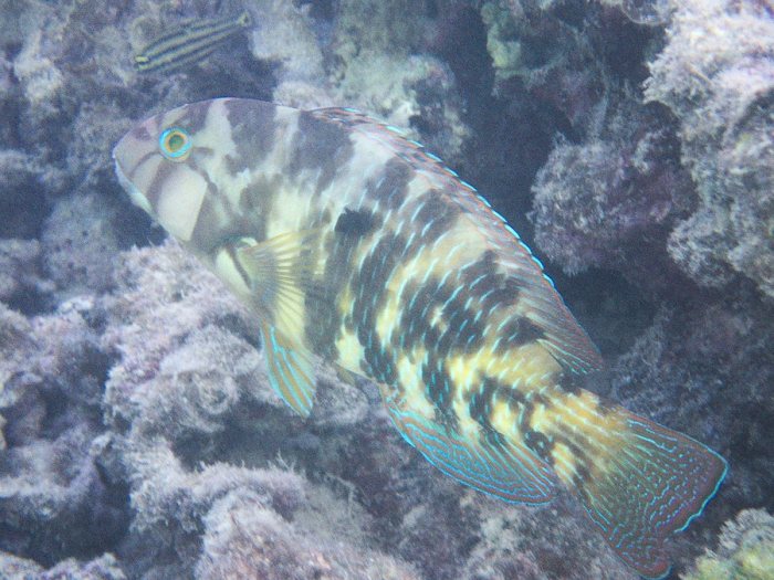 Choerodon graphicus
