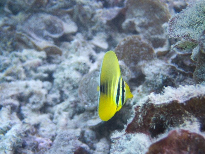 Zebrasoma velifer