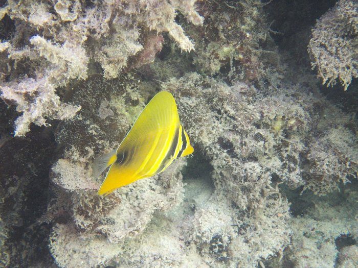 Zebrasoma velifer