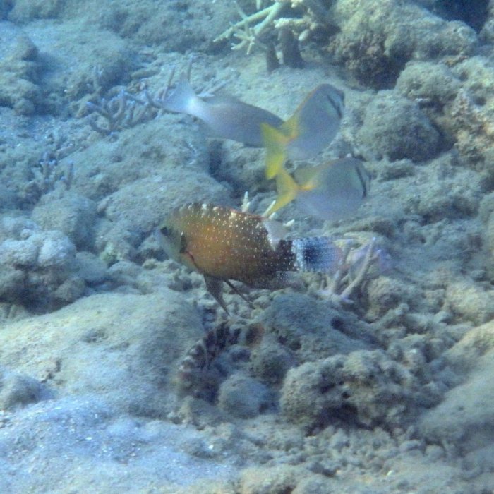 Cheilinus chlorourus
