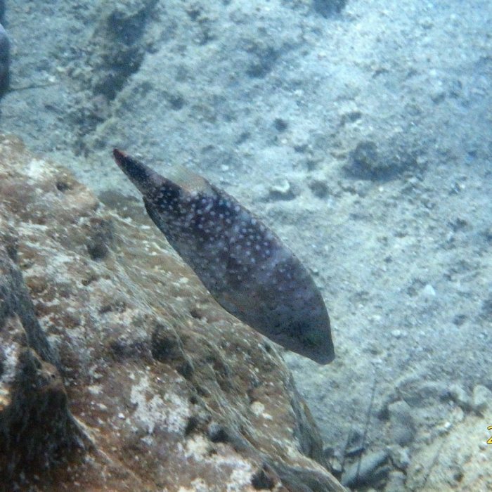 Cheilinus chlorourus