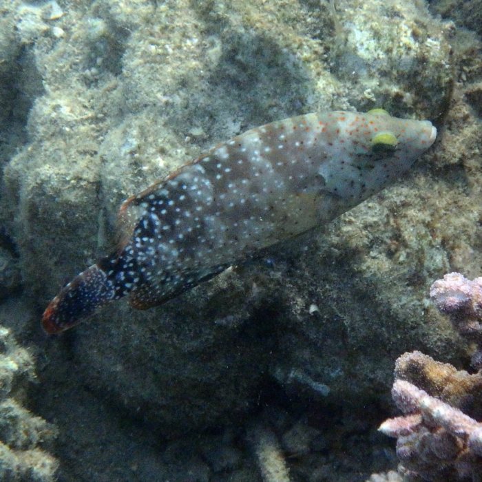 Cheilinus chlorourus