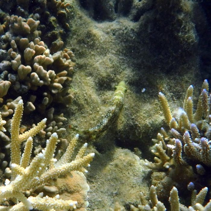 Cheilinus chlorourus