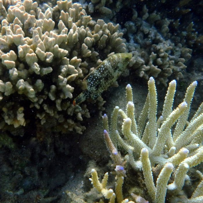 Cheilinus chlorourus