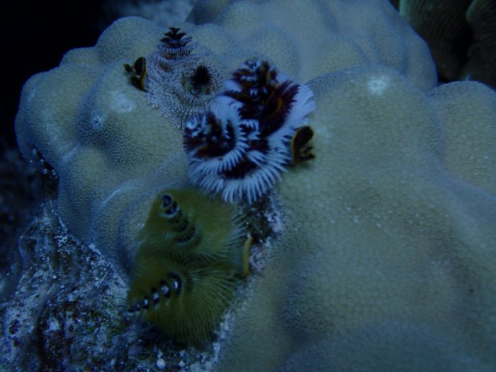 Spirobranchus corniculatus