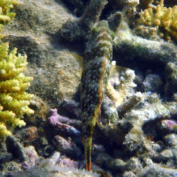 Cheilinus chlorourus