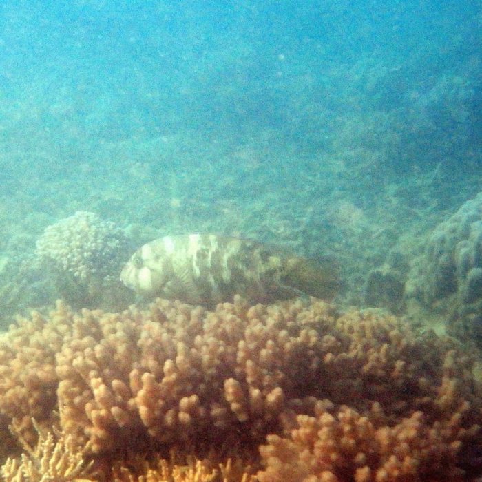Choerodon graphicus