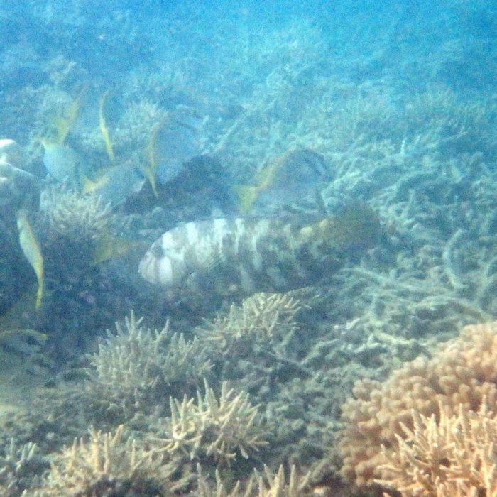 Choerodon graphicus
