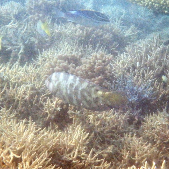 Choerodon graphicus