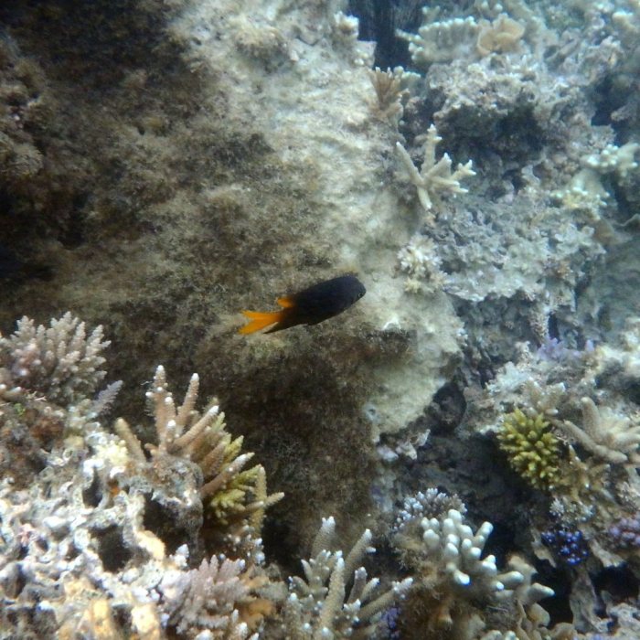 Chromis xanthura