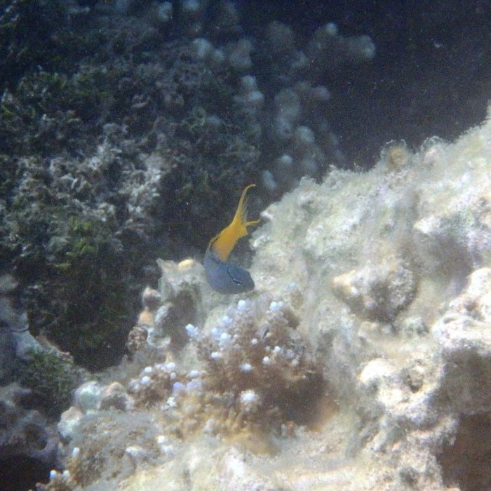 Chromis xanthura