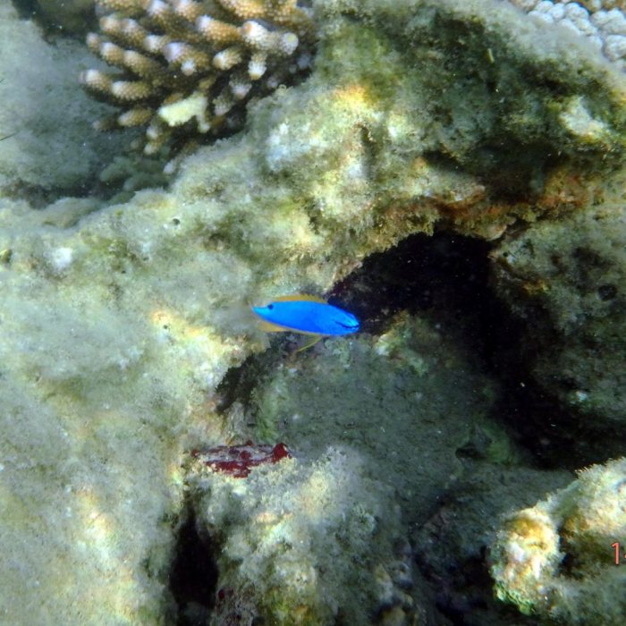 Chrysiptera taupou