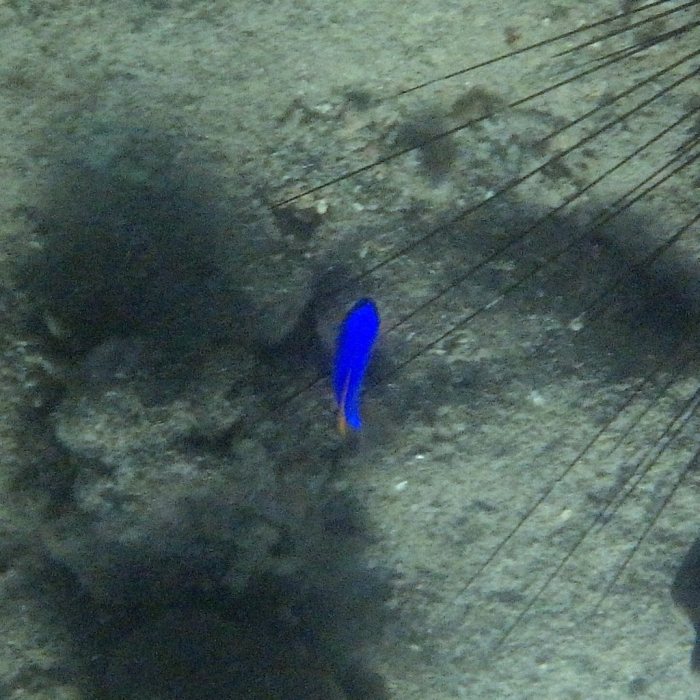 Chrysiptera taupou