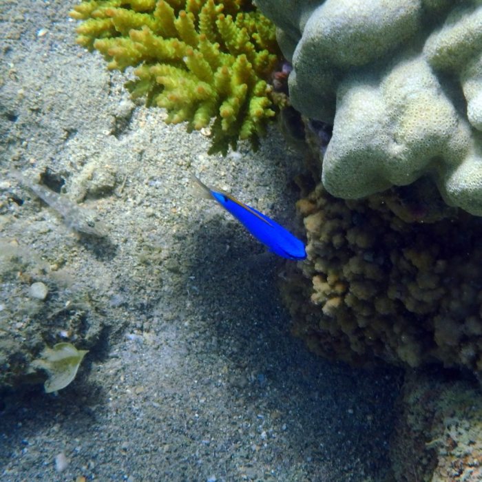 Chrysiptera taupou