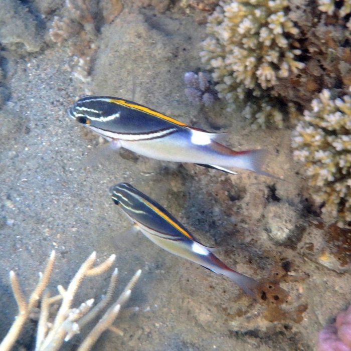 Scolopsis bilineata