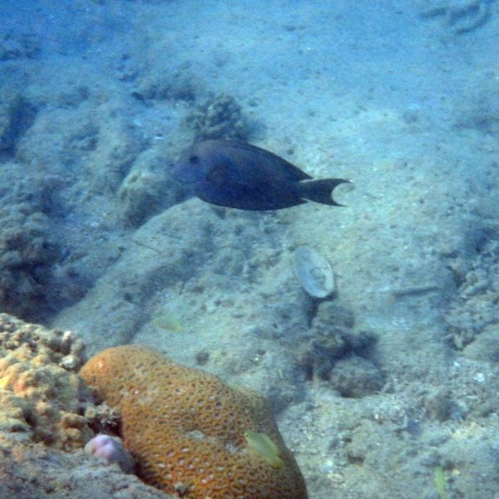 Ctenochaetus striatus