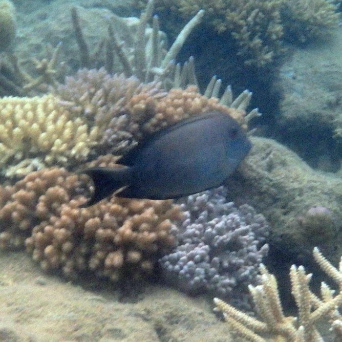 Ctenochaetus striatus