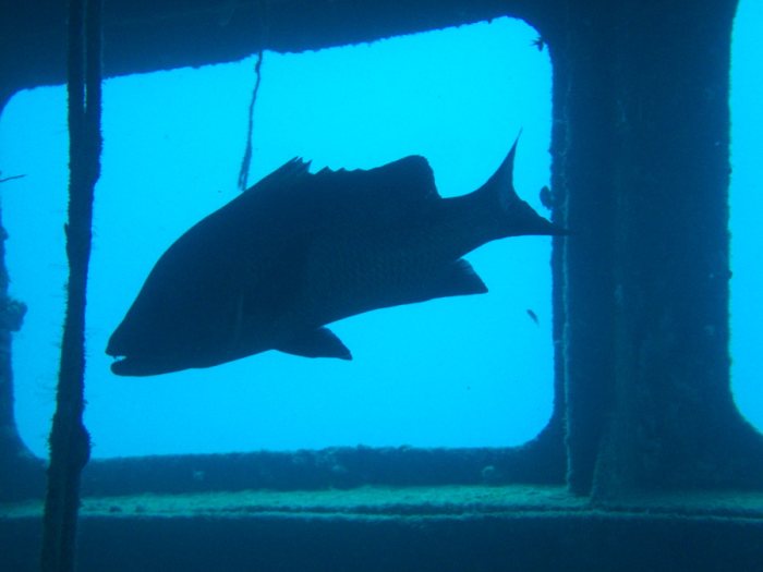 Lethrinus olivaceus