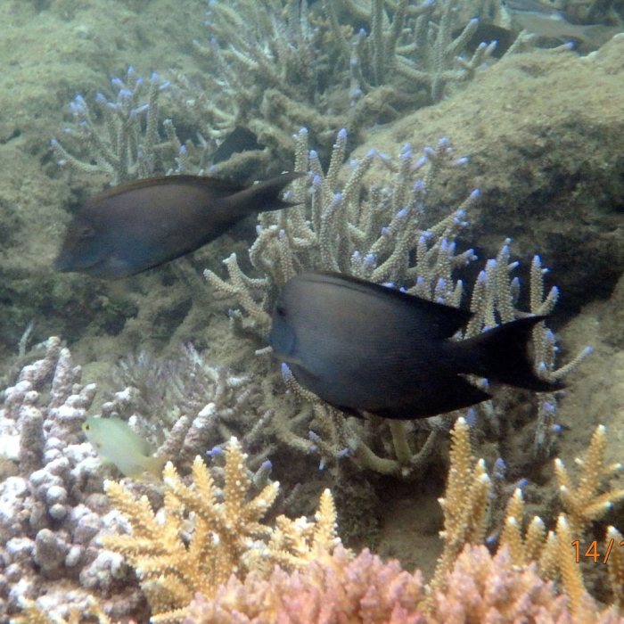 Ctenochaetus striatus