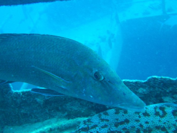 Lethrinus olivaceus