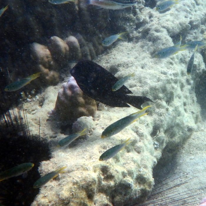 Ctenochaetus striatus