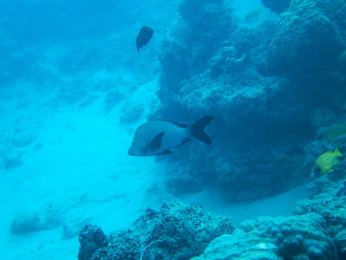 Lutjanus gibbus