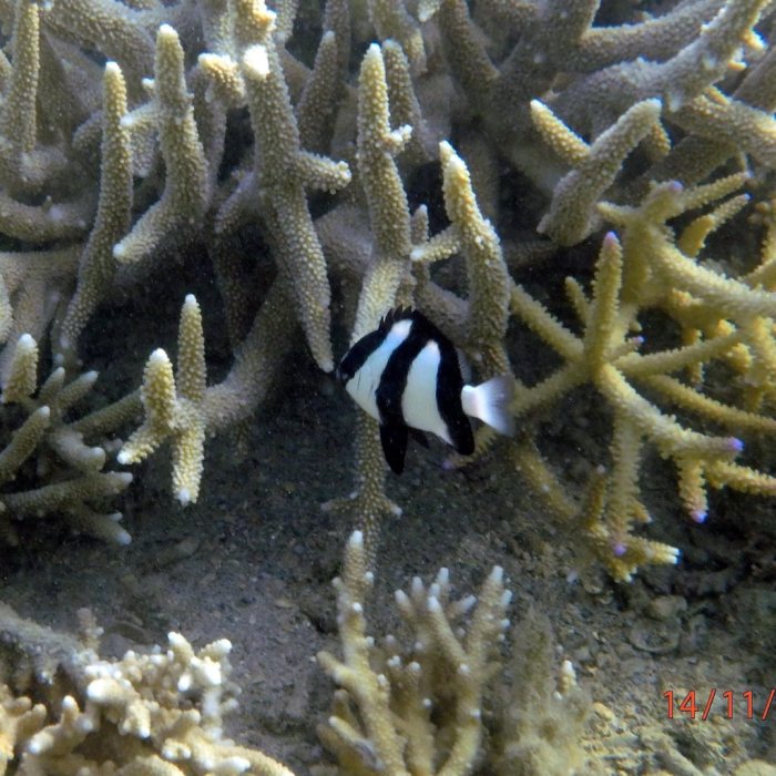 Dascyllus aruanus