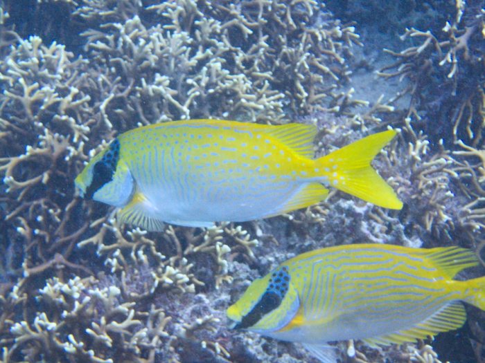 Siganus puellus