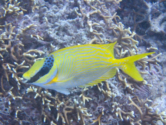 Siganus puellus