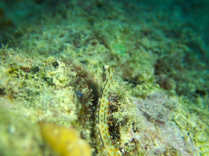Corythoichthys ocellatus