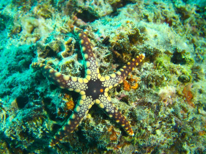 Celerina heffernani