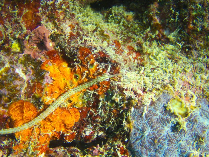 Corythoichthys ocellatus