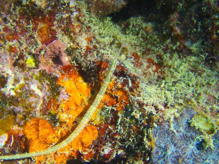 Corythoichthys ocellatus