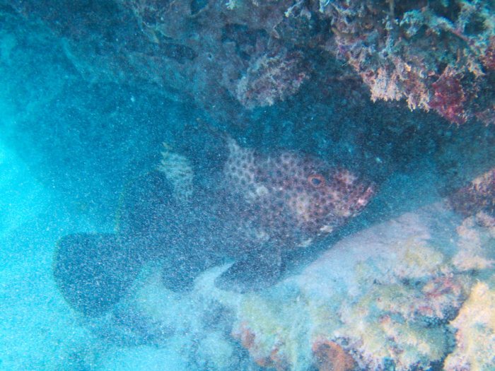Epinephelus maculatus
