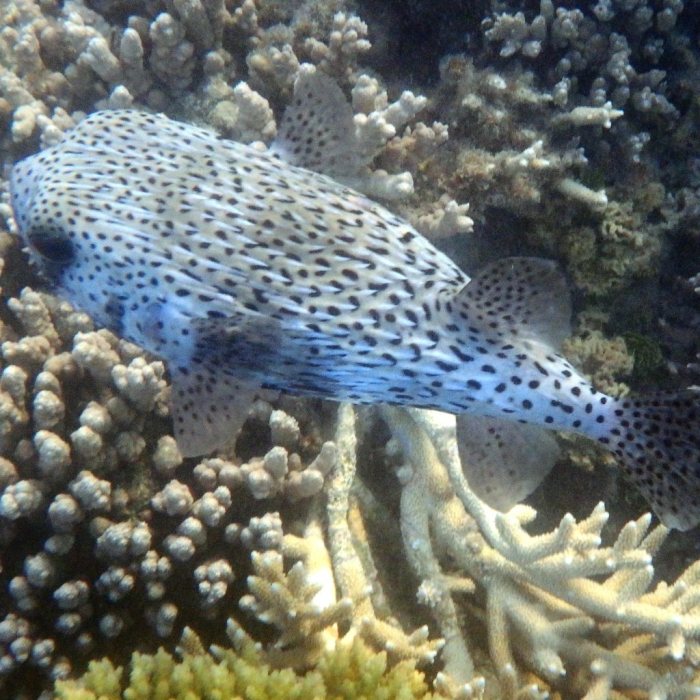 Diodon hystrix