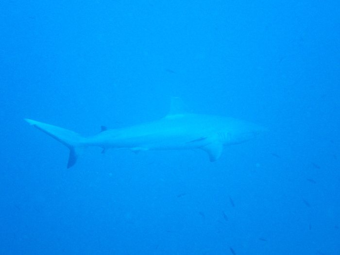 Requin gris de récif