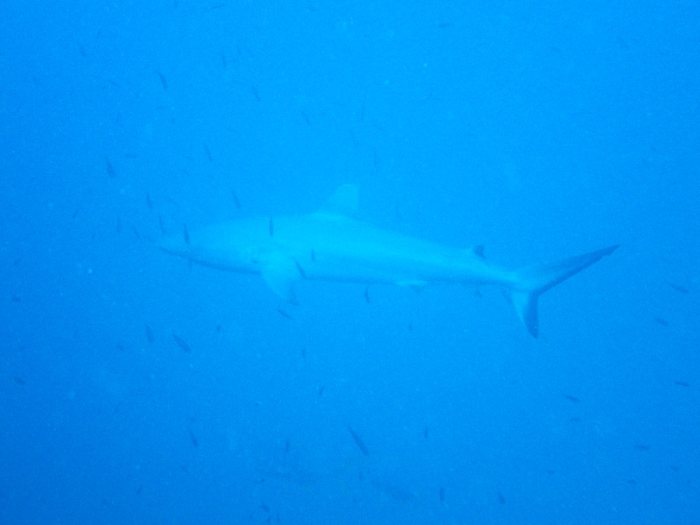 Requin gris de récif