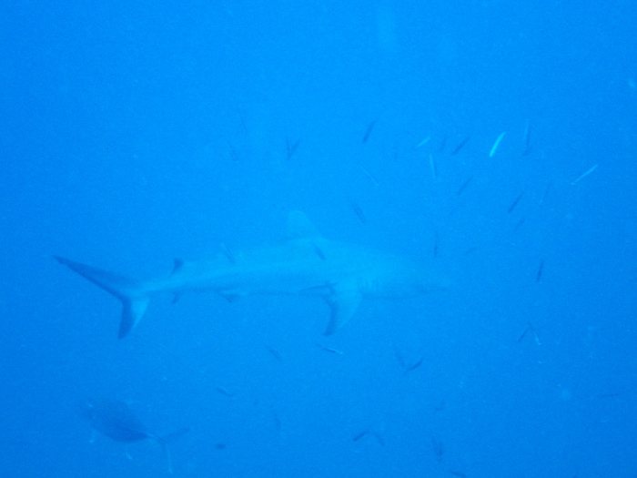 Requin gris de récif