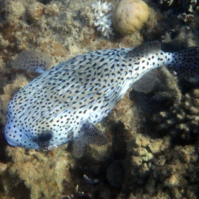 Diodon hystrix