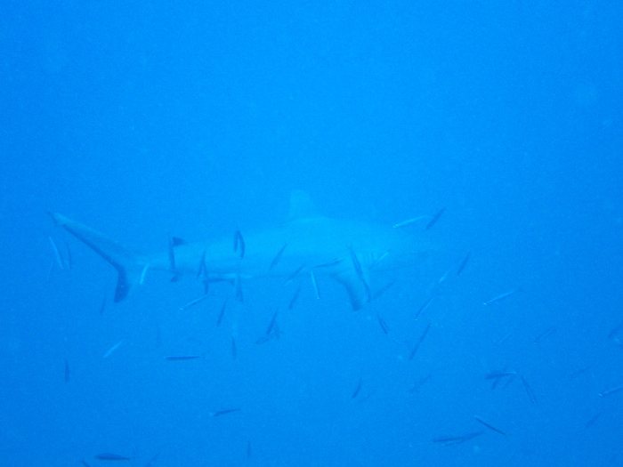 Requin gris de récif