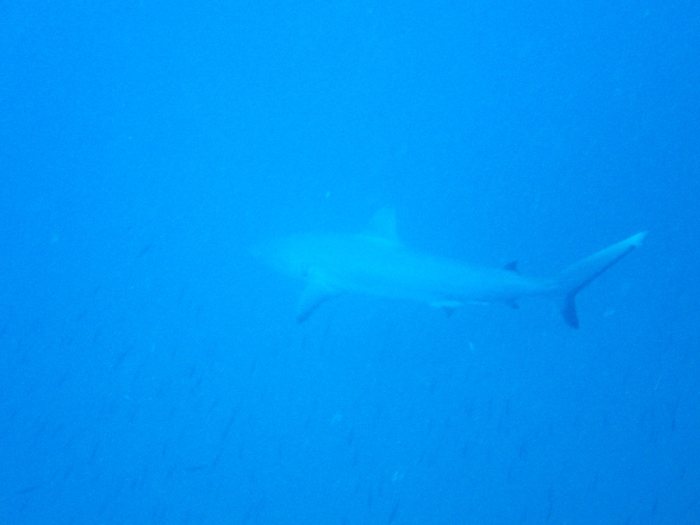 Requin gris de récif