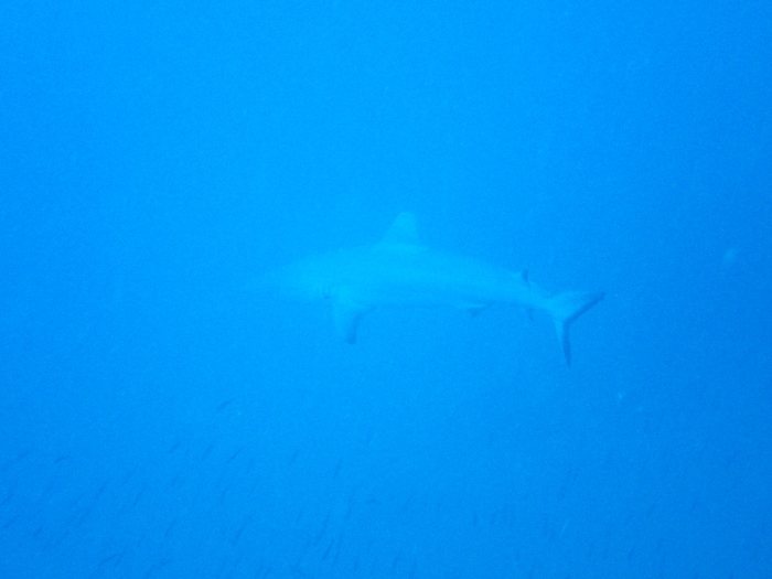 Requin gris de récif